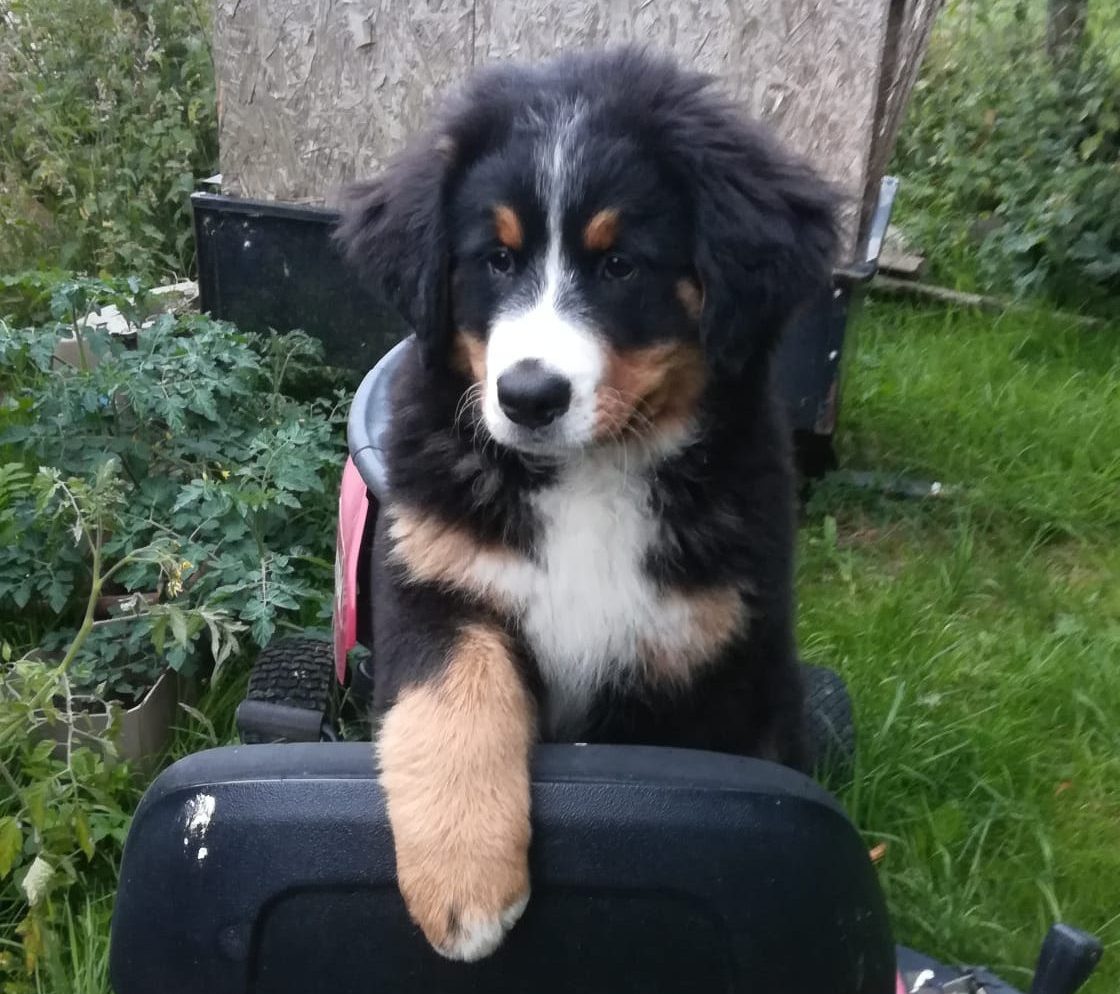 Chien