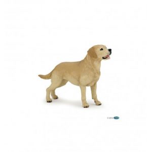 Labrador Papo