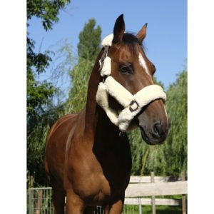 Licol Equitheme Teddy