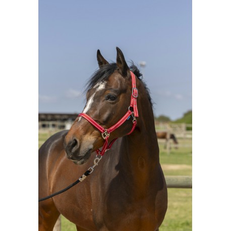 Licol Norton Grooming – Image 2