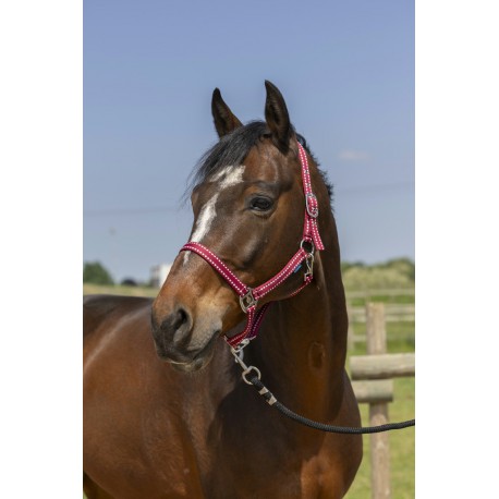 Licol Norton Grooming – Image 4