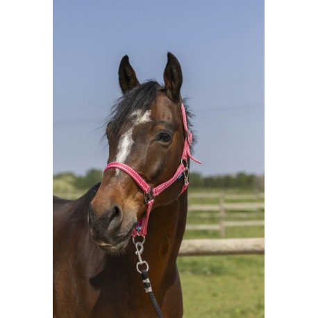Licol Norton Grooming – Image 5