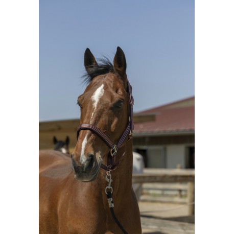 Licol Norton Zari – Image 2