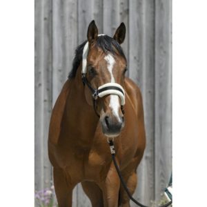 Licol Riding World Mouton Synthetique