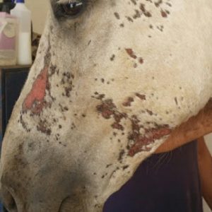 Crème cicatrisante Animaderm Cutene