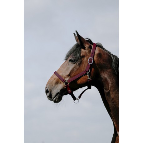 Licol RIDING WORLD - Cushion – Image 2