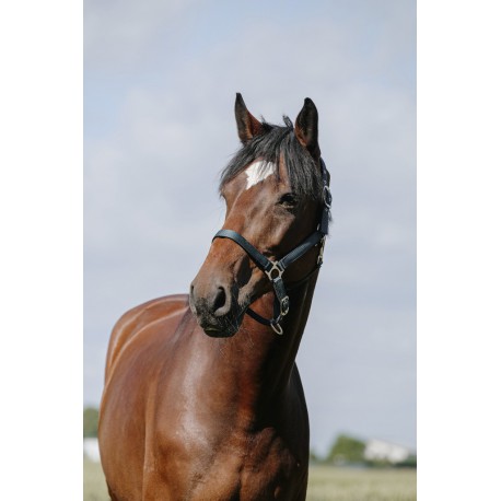 Licol RIDING WORLD - Cushion