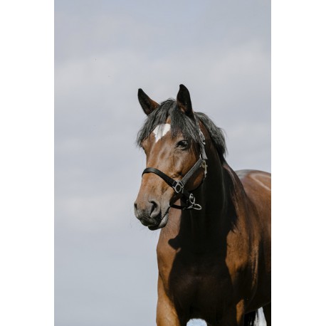 Licol RIDING WORLD - Cushion – Image 6