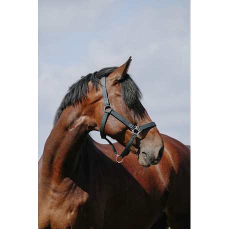 Licol RIDING WORLD - Cushion – Image 3
