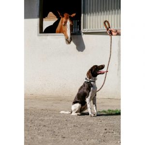 Laisse pour chien avec poignée EQUITHÈME – Haspen